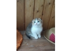 Миловидные шотландские котята