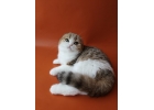 Исключительные шотландские котята из питомника